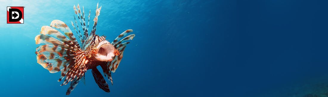 Invasion of The Lionfish: Lurking Off The Coast of Florida