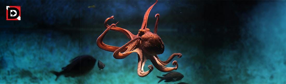 Octopuses: Weird and Wonderful Ocean Dwellers
