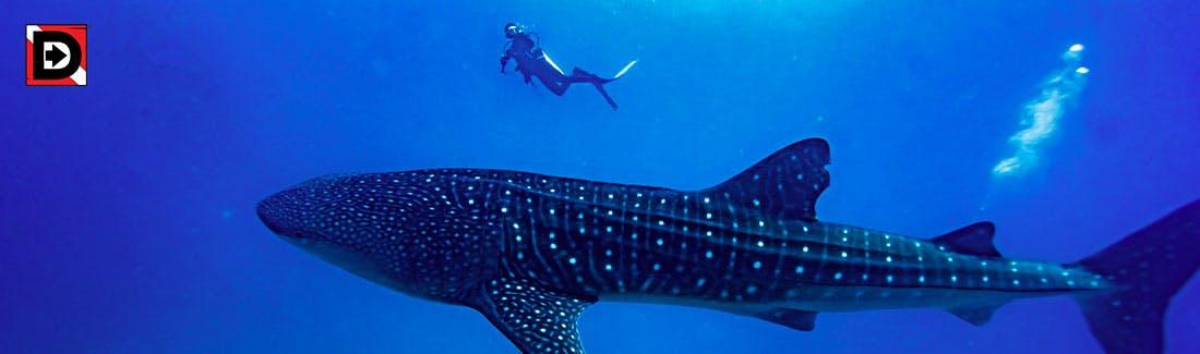 blog banner with scuba diver and whale shark in the water 