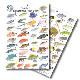 Guide to Caribbean Reef Fish Card Thumbnail}